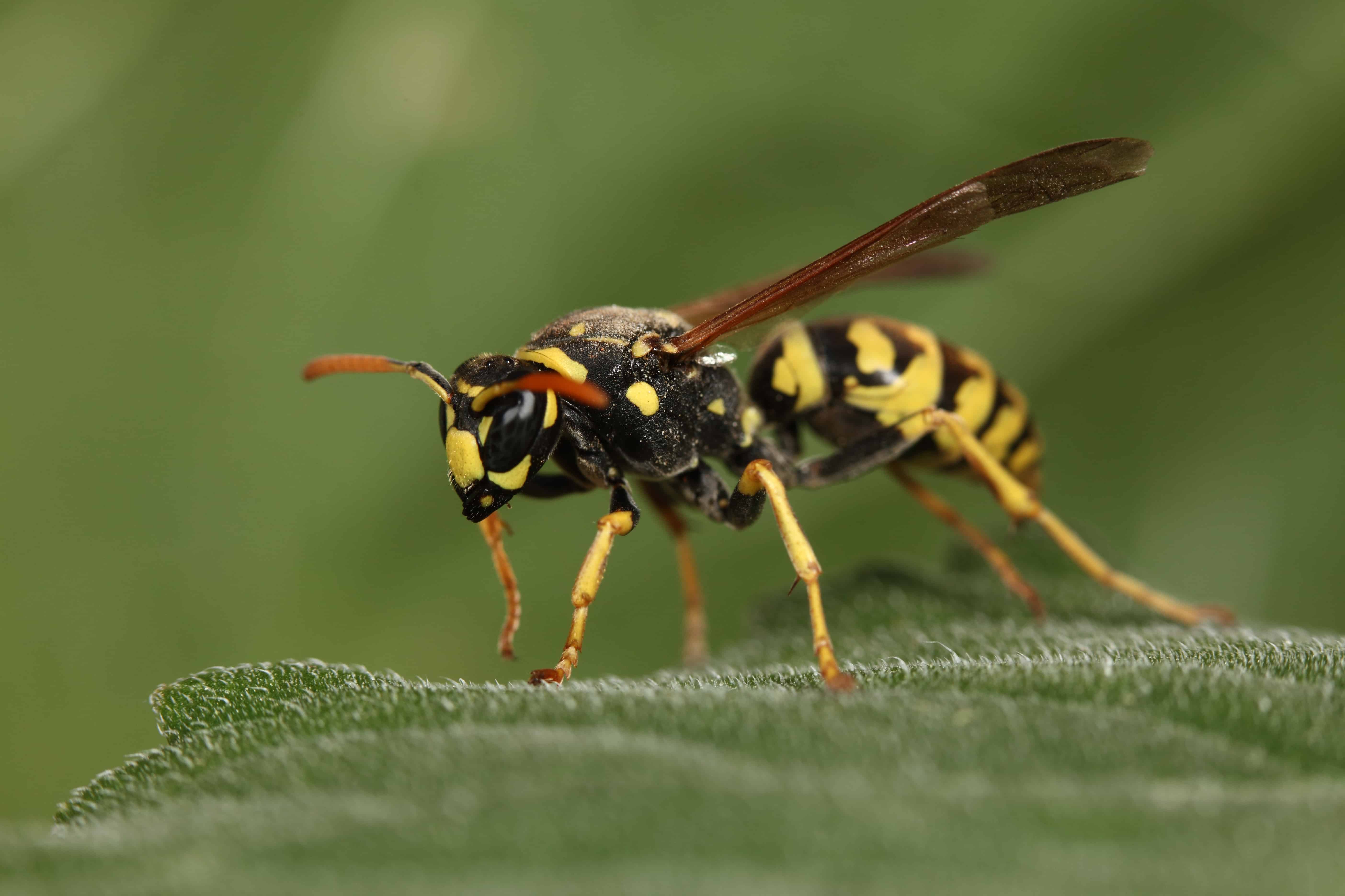 Wasp Slider